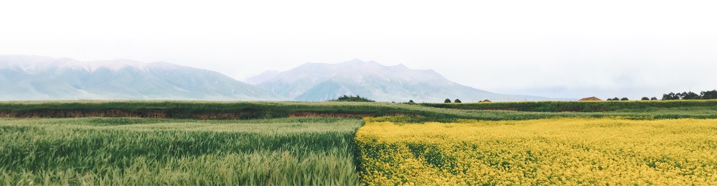 A field of green and yellow